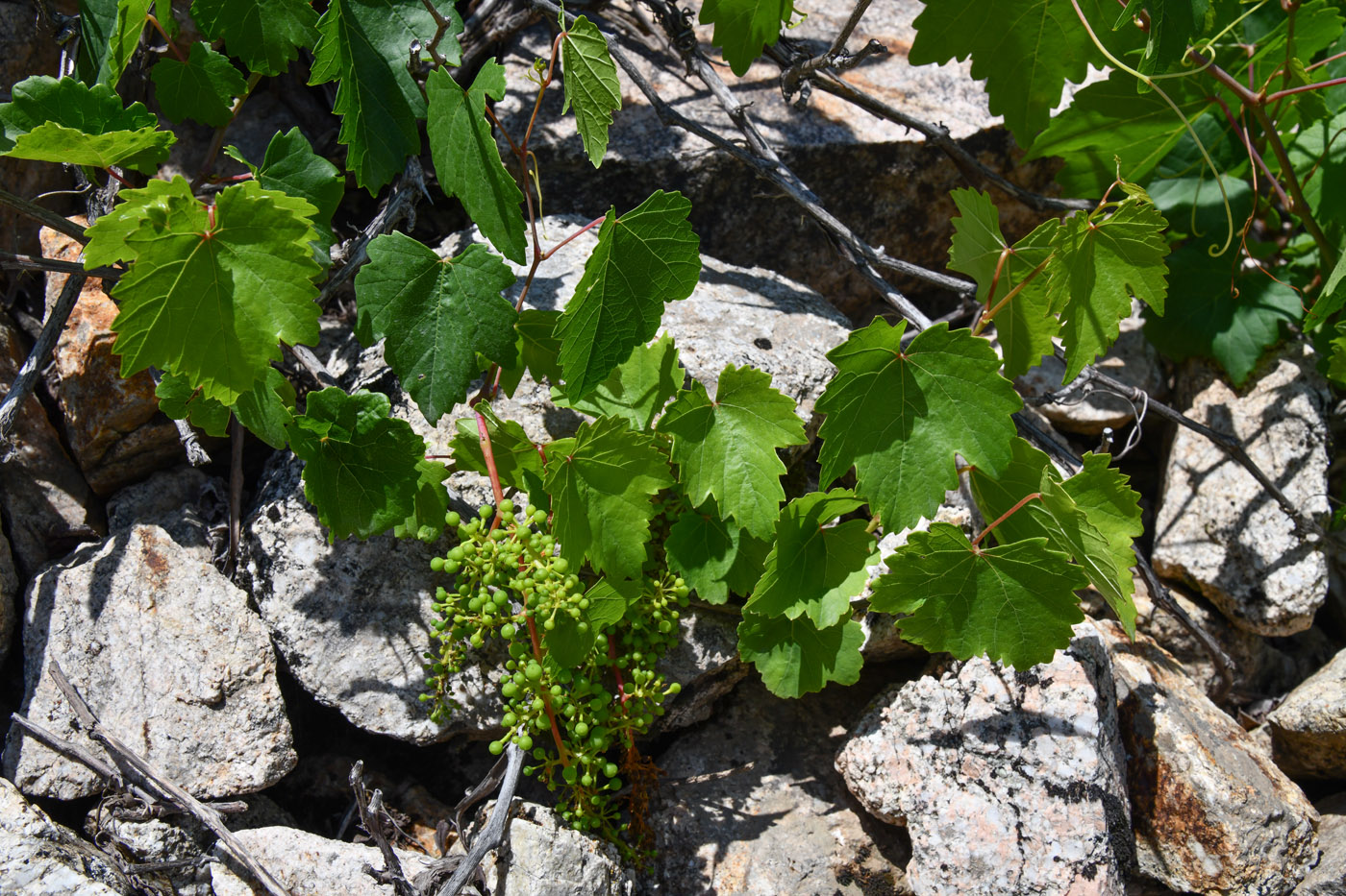 Изображение особи Vitis vinifera.