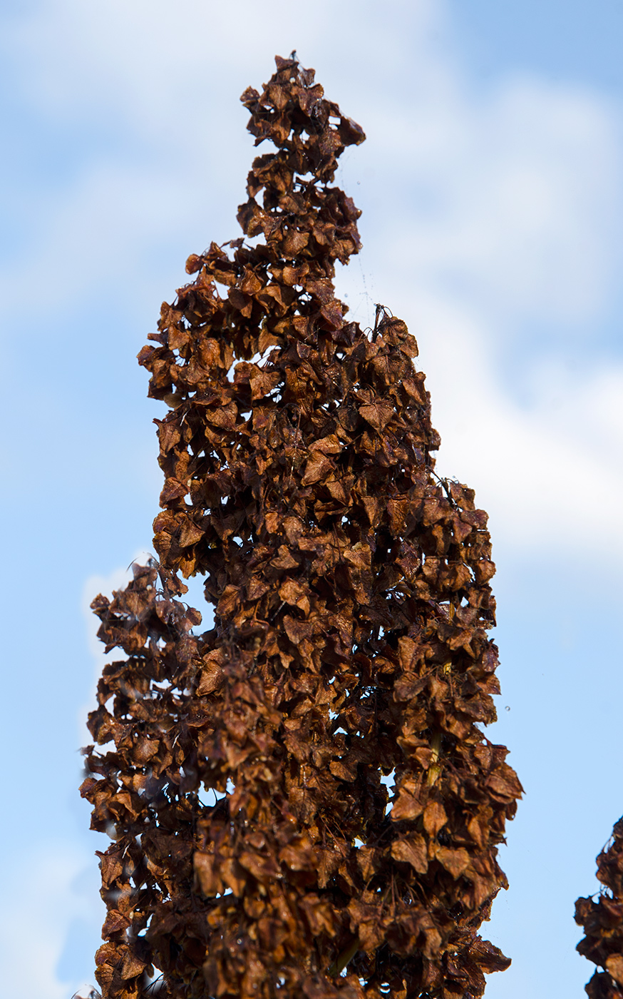 Image of Rumex aquaticus specimen.