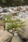 Euphorbia stricta