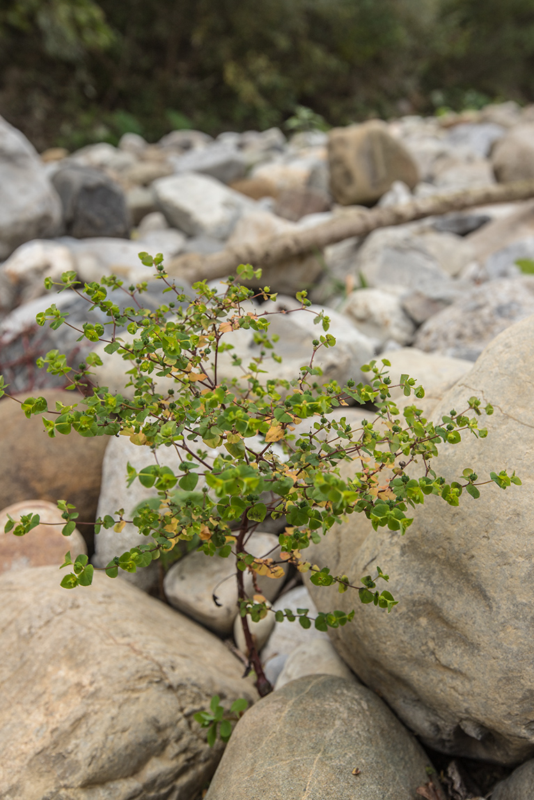 Image of Euphorbia stricta specimen.