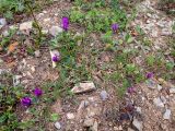 Astragalus onobrychis. Цветущее растение. Крым, городской округ Алушта, окр. Ангарского перевала, поляна в буковом лесу. 27.05.2024.