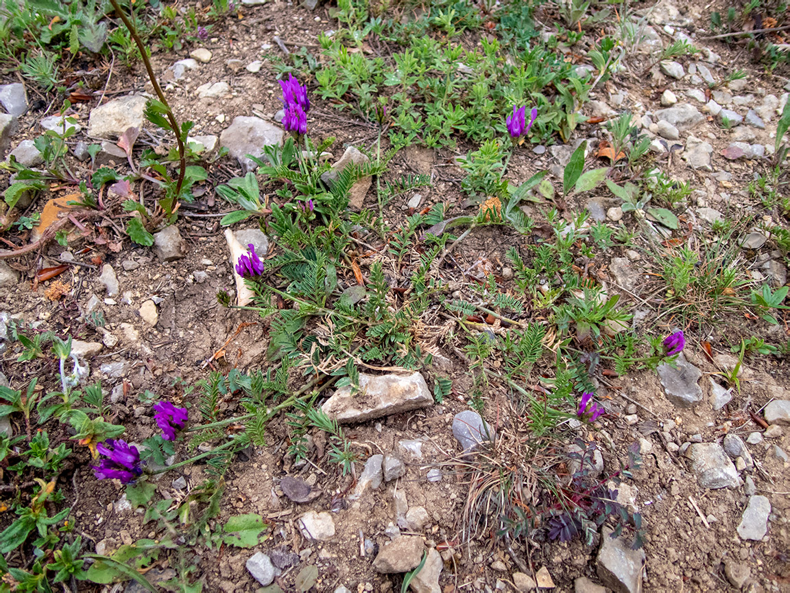 Изображение особи Astragalus onobrychis.