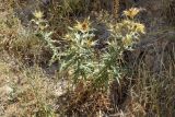 Cirsium turkestanicum. Плодоносящее растение. Узбекистан, Ташкентская обл., южный склон Чаткальского хр., басс. р. Ахангаран, ущ. р. Джакиндек, глинистая почва. 07.08.2022.