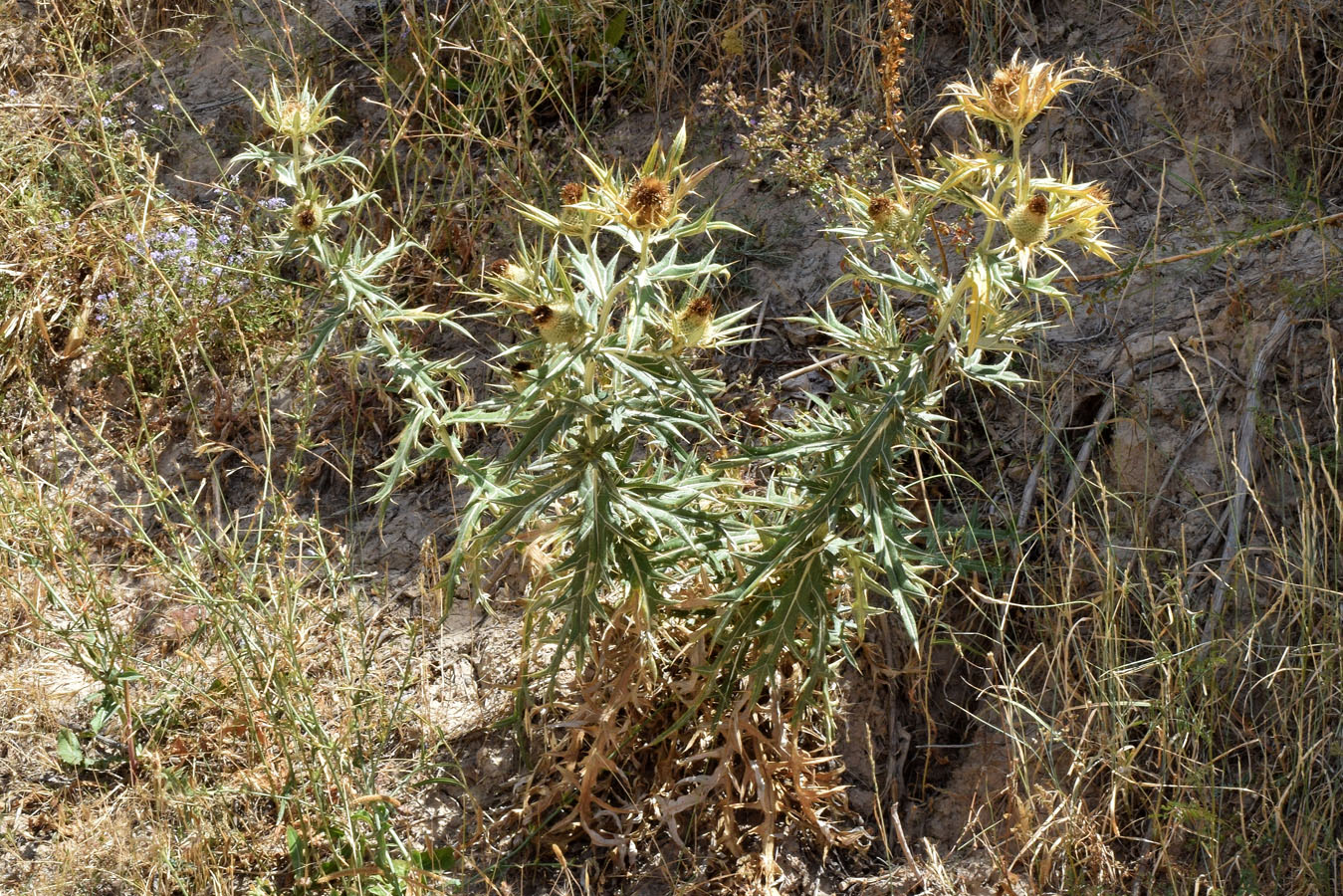 Image of Cirsium turkestanicum specimen.