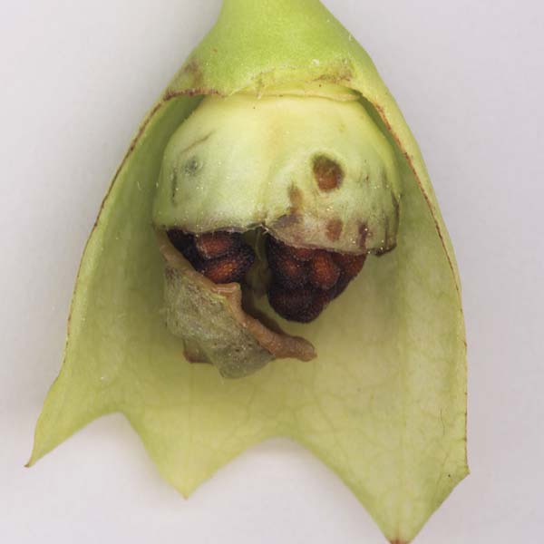 Изображение особи Scopolia carniolica.