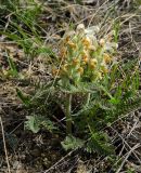 Pedicularis sibirica. Доцветающие растения. Башкирия, Учалинский р-н, Тунгатаровский сельсовет, окр. дер. Яльчигулово, хр. Нурали, в трещине скалы. 26 мая 2024 г.