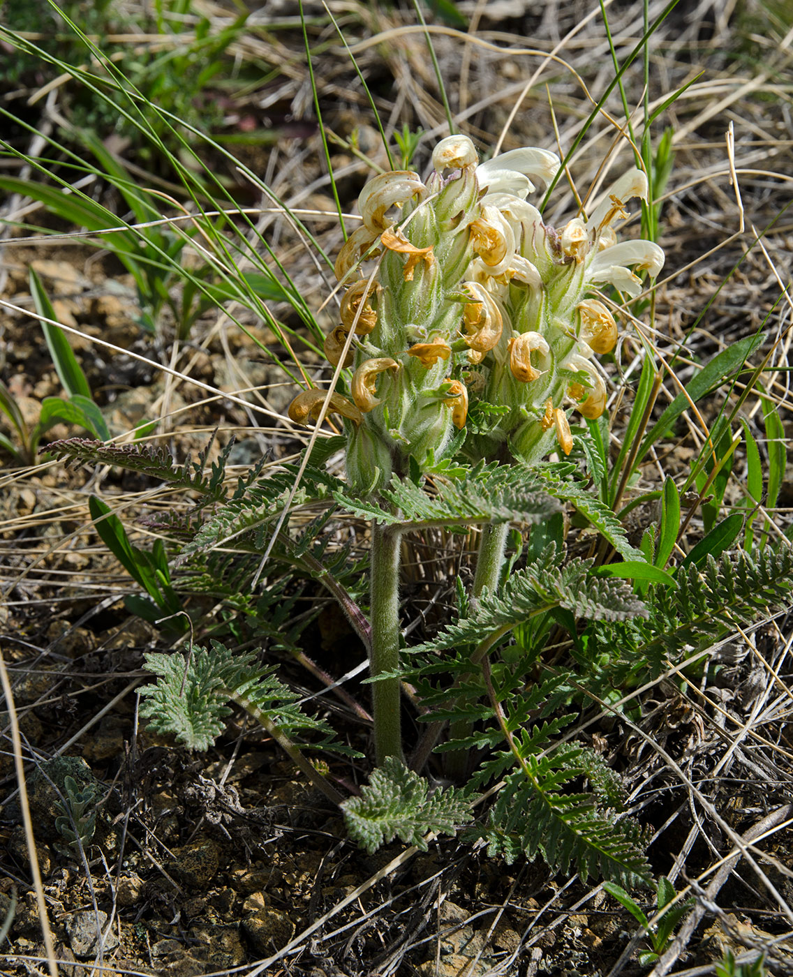 Image of Pedicularis sibirica specimen.