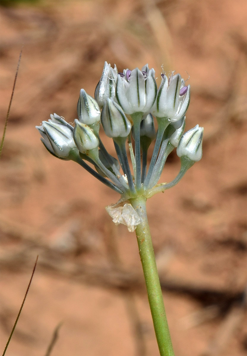 Image of Allium filidens ssp. ugami specimen.