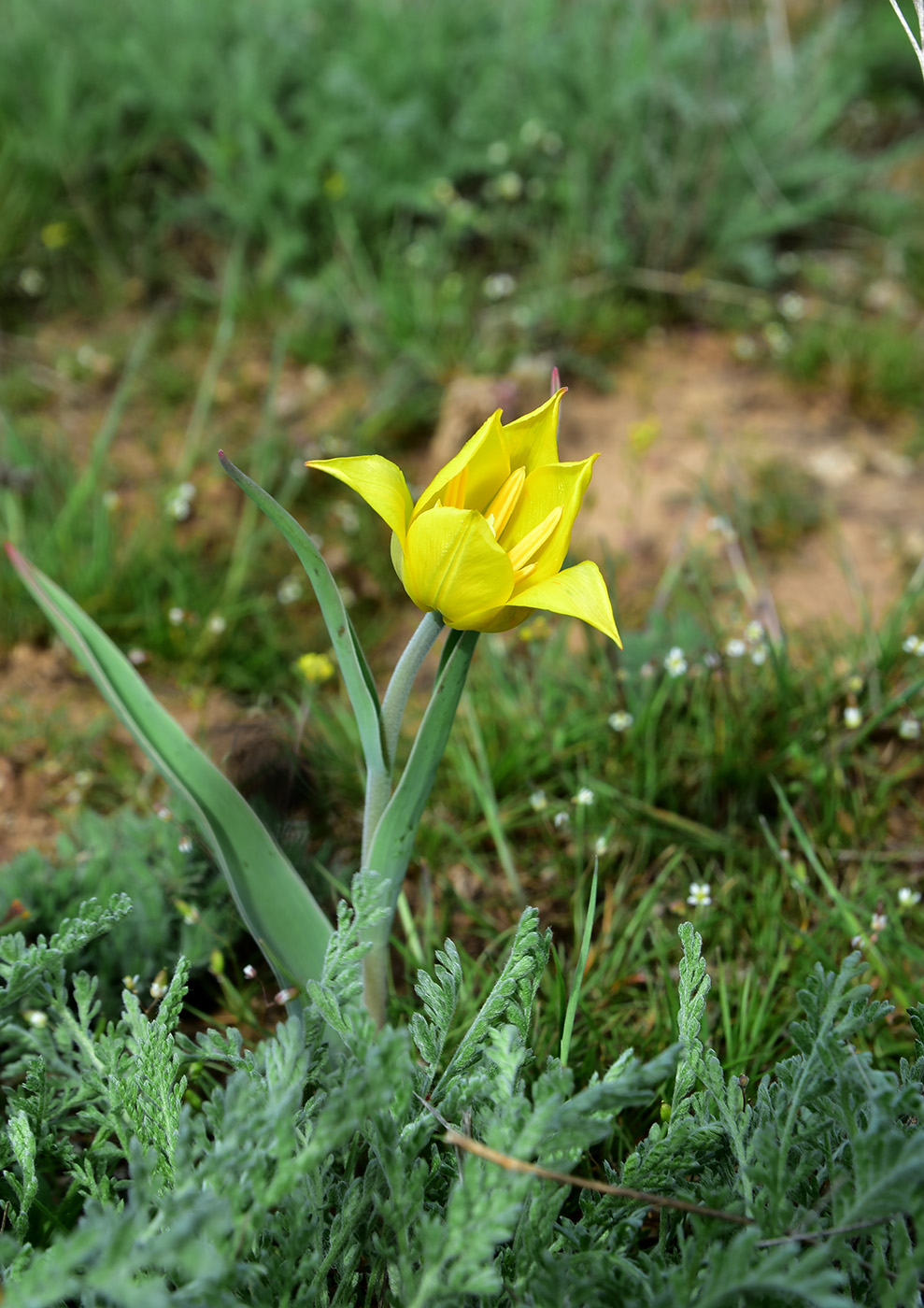 Изображение особи Tulipa suaveolens.