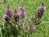 Pedicularis olgae