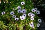 View full-size image Osteospermum fruticosum