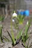 View full-size image Leucojum vernum