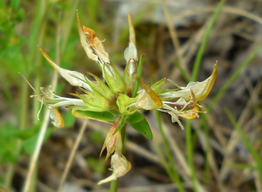 Image of Lotus komarovii specimen.