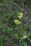 View full-size image Primula macrocalyx