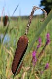 View full-size image Typha × glauca