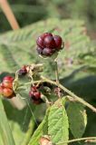 View full-size image Rubus caesius