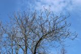 View full-size image Aesculus hippocastanum