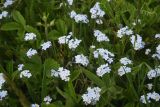 View full-size image genus Myosotis