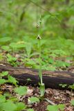 View full-size image Ophrys oestrifera