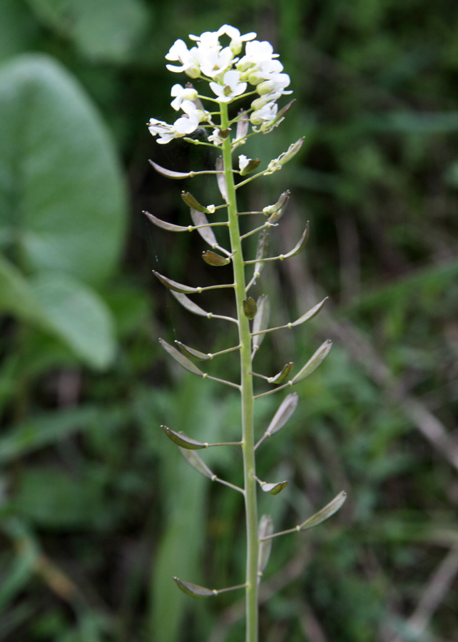 Изображение особи Noccaea ferganensis.