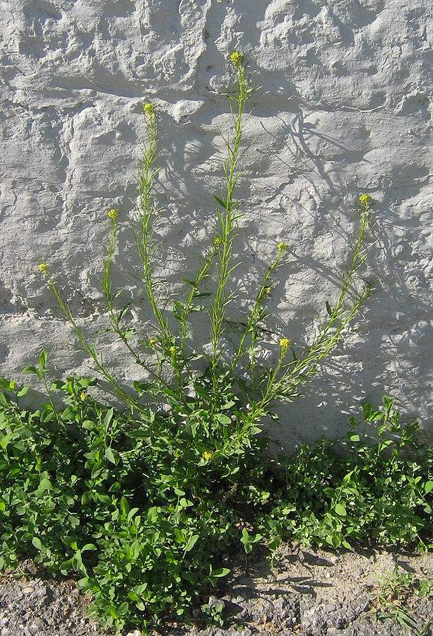 Image of Sisymbrium confertum specimen.