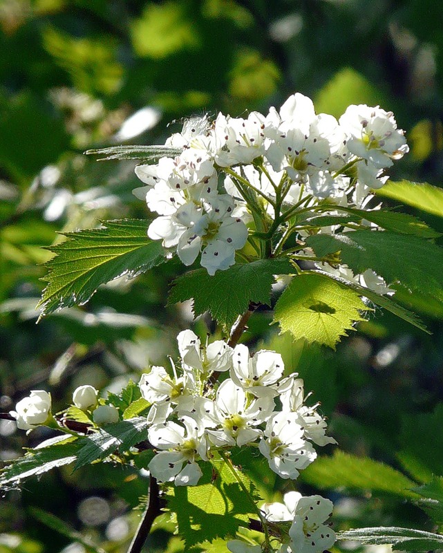 Image of genus Crataegus specimen.