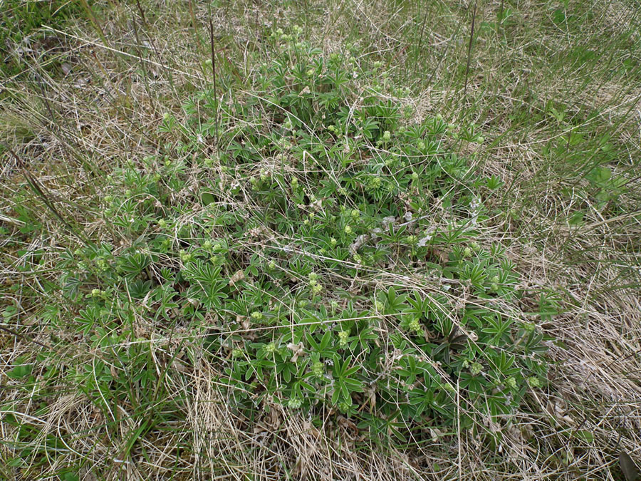 Image of Alchemilla alpina specimen.