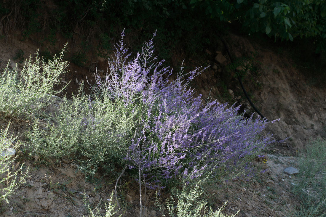 Image of Perovskia scrophulariifolia specimen.