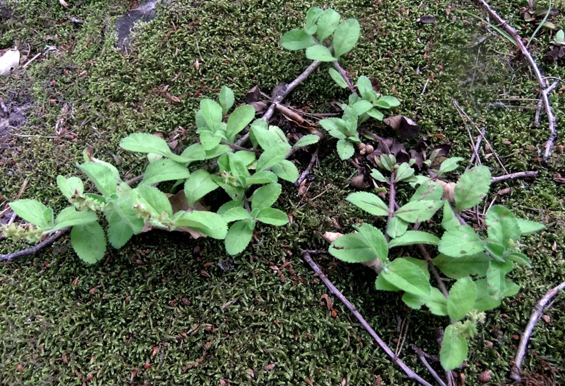 Изображение особи Veronica officinalis.