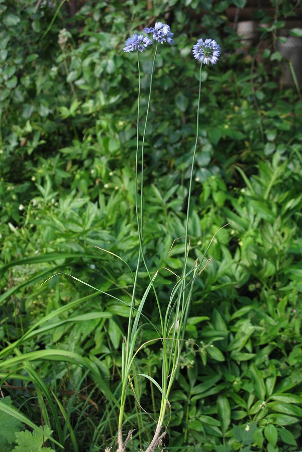 Image of Allium sikkimense specimen.