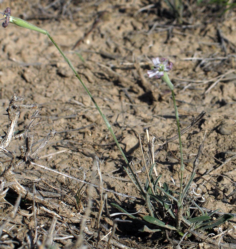 Image of Silene claviformis specimen.