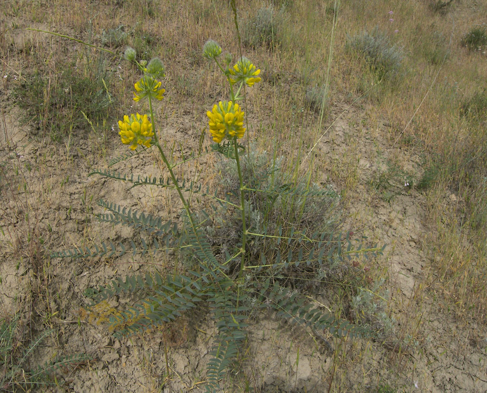 Image of Astragalus finitimus specimen.