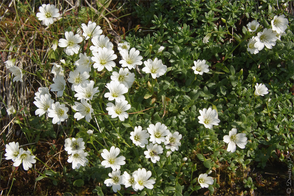 Image of Cerastium alpinum specimen.