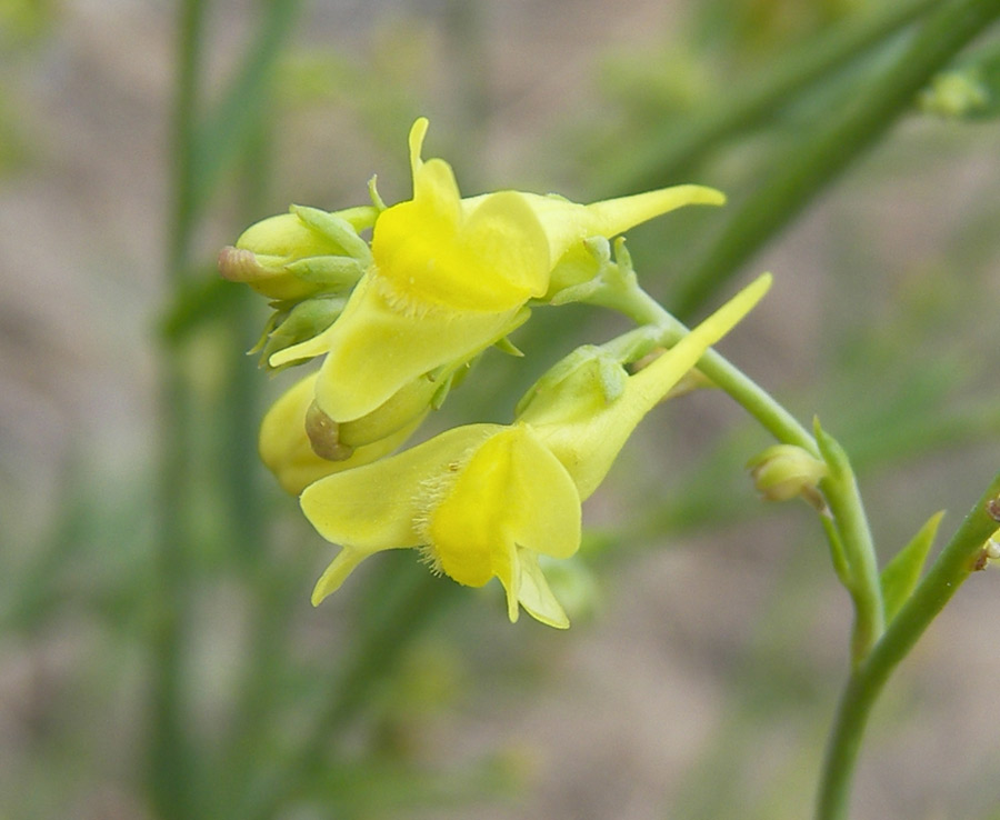 Image of Linaria genistifolia specimen.