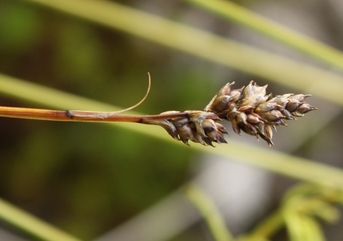 Image of Carex brunnescens specimen.