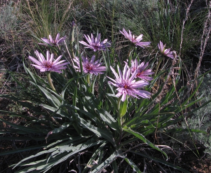 Изображение особи Tragopogon ruber.