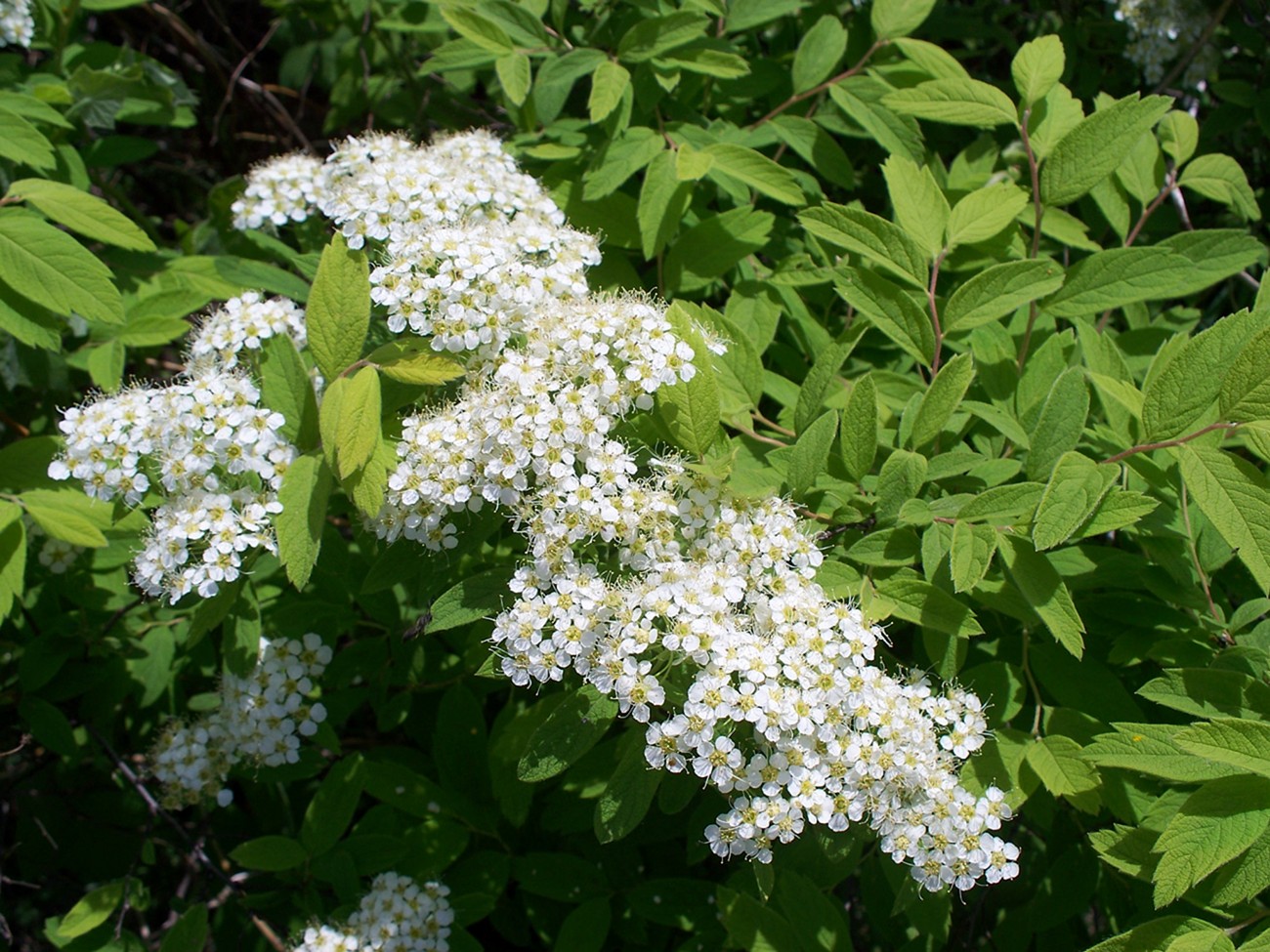 Image of Spiraea sericea specimen.