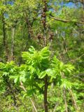 Rhus coriaria. Верхушка побега с молодыми листьями и прошлогодним соплодием. Крым, окрестности Ялты. 30 апреля 2012 г.