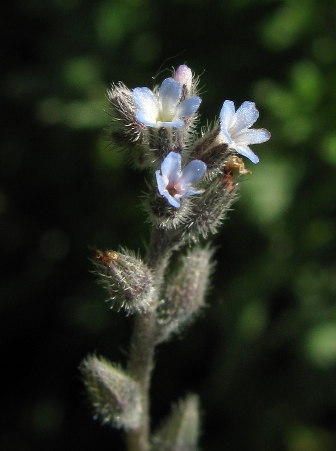 Image of Myosotis micrantha specimen.