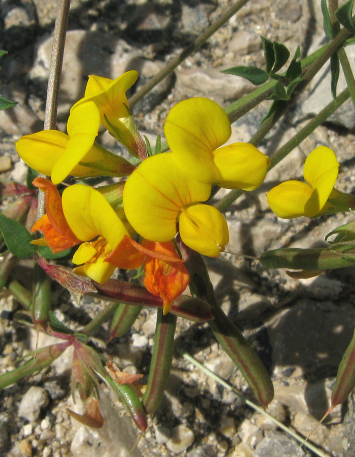 Image of Lotus &times; ucrainicus specimen.