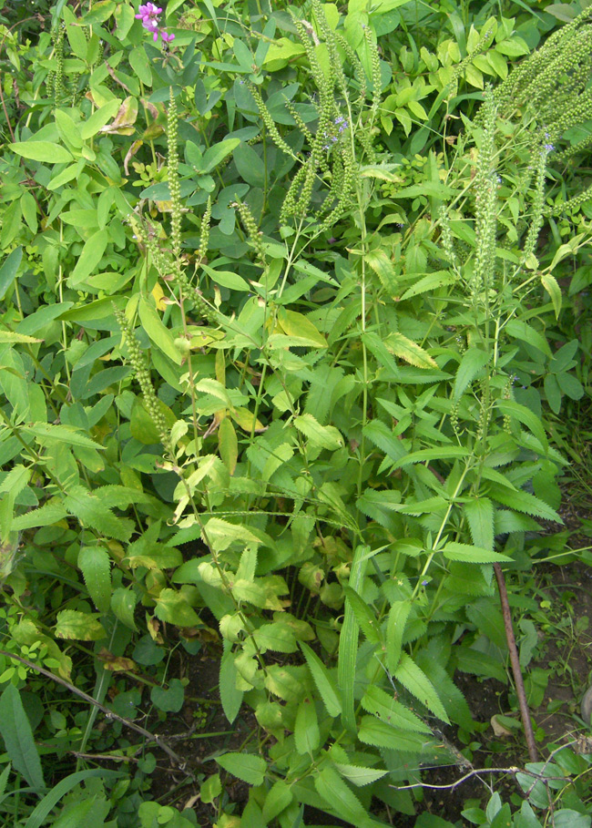 Image of Veronica longifolia specimen.