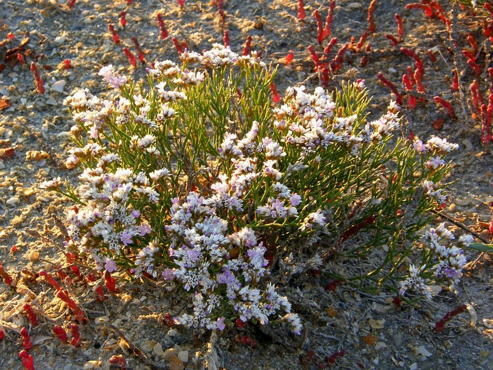 Изображение особи Limonium caspium.