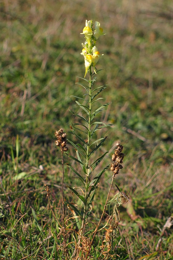 Image of Linaria ruthenica specimen.