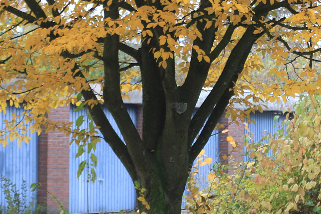 Image of Carpinus betulus specimen.