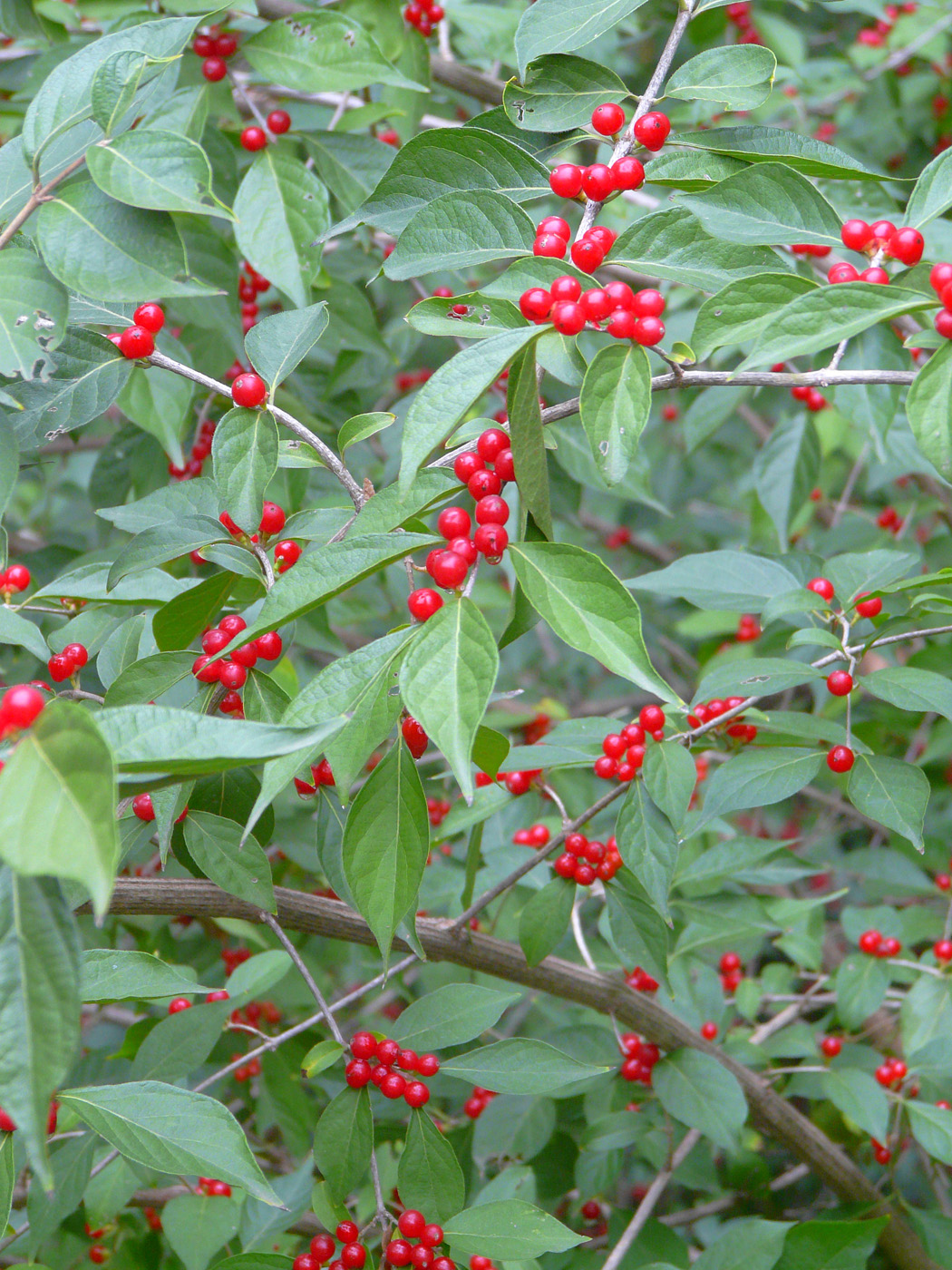 Image of Lonicera maackii specimen.