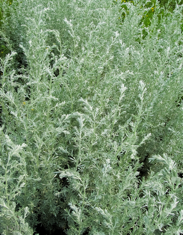 Изображение особи Artemisia austriaca.