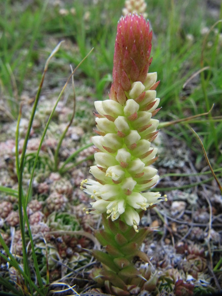 Image of Orostachys spinosa specimen.