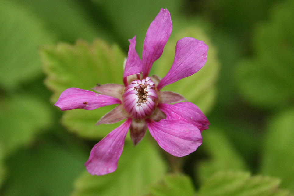 Image of Rubus arcticus specimen.