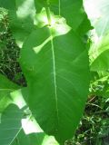 Inula helenium. Стеблевой лист. Украина, г. Запорожье, балка между Космическим мкрн. и Опытной станцией, под деревьями, возле воды. 15.06.2010.