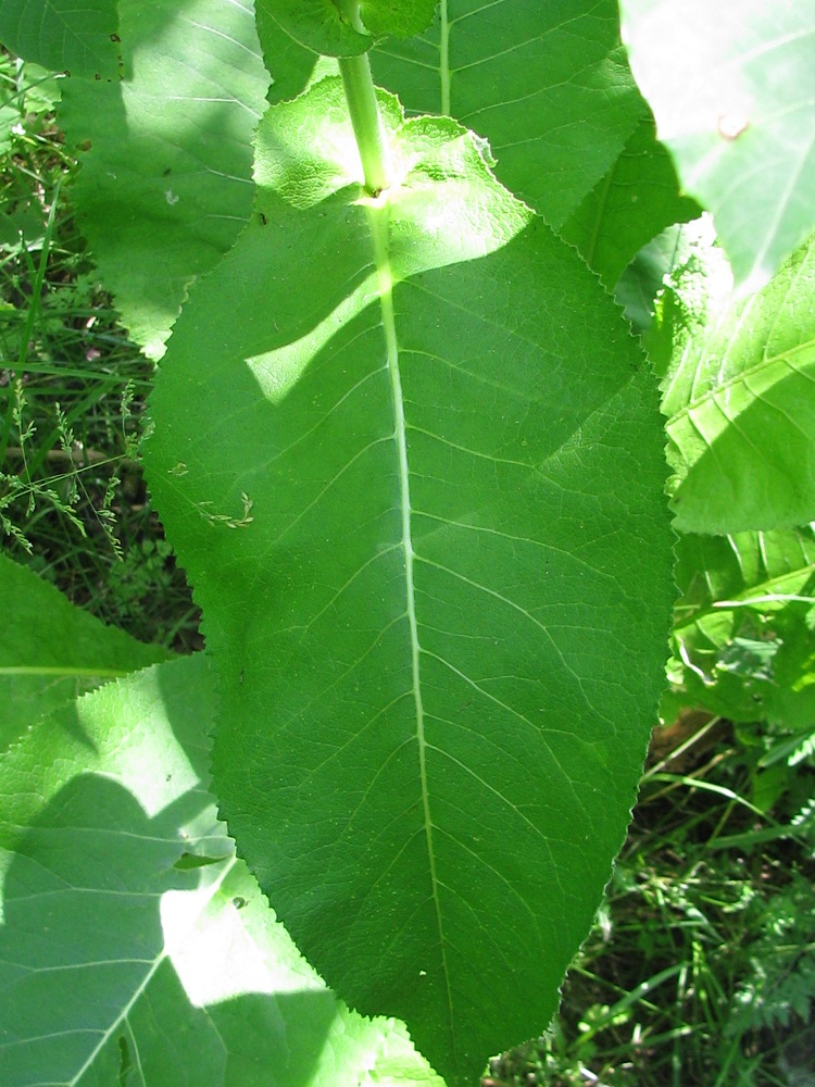 Image of Inula helenium specimen.